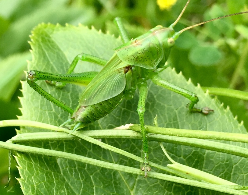 Tettigonia viridissima - zöld lombszöcske