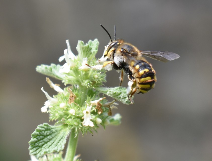 Anthidium