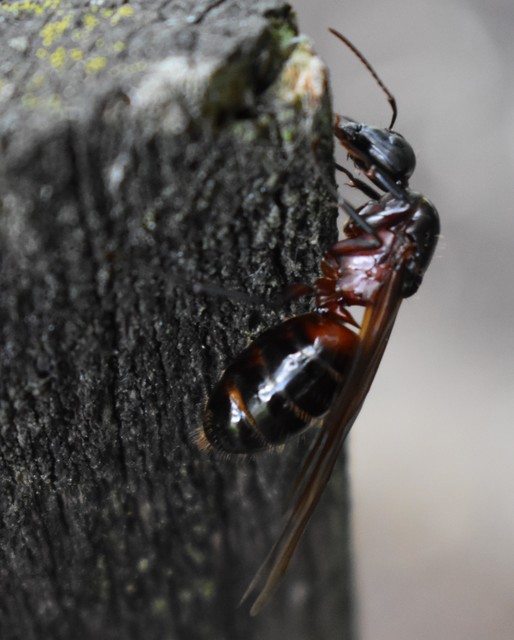 Camponotus ligniperda - faodvasító lóhangya