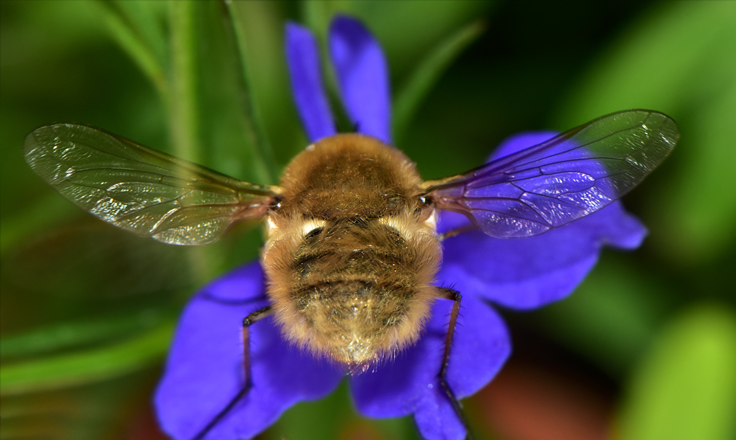 Bombylius