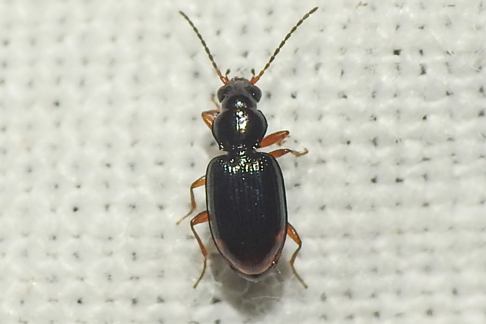 Bembidion assimile - kis gyorsfutó (Bembidion assimile)