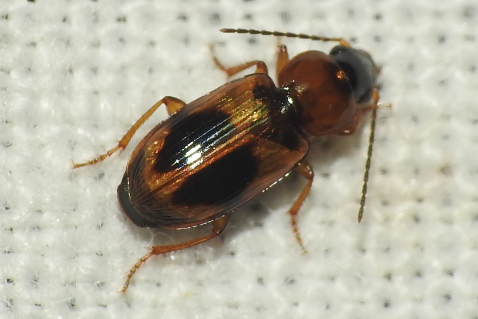 Acupalpus elegans - pompás törpefutonc