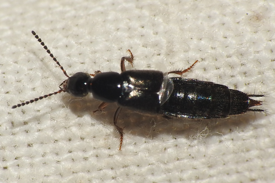 Philonthus