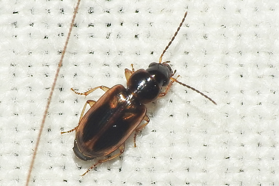 Acupalpus maculatus - vállfoltos törpefutonc