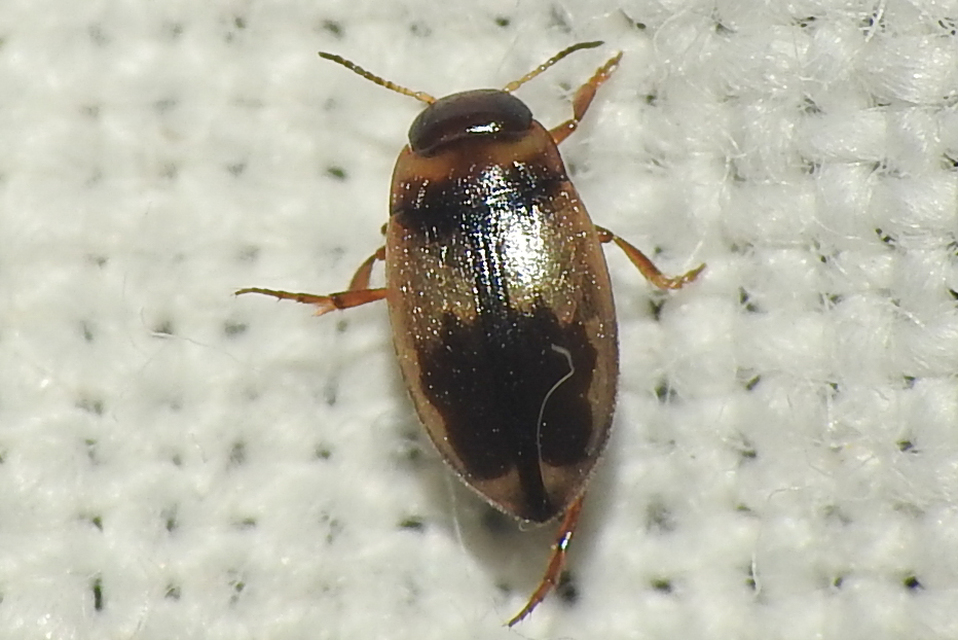 Hydroglyphus geminus - gyakori paránycsíkbogár