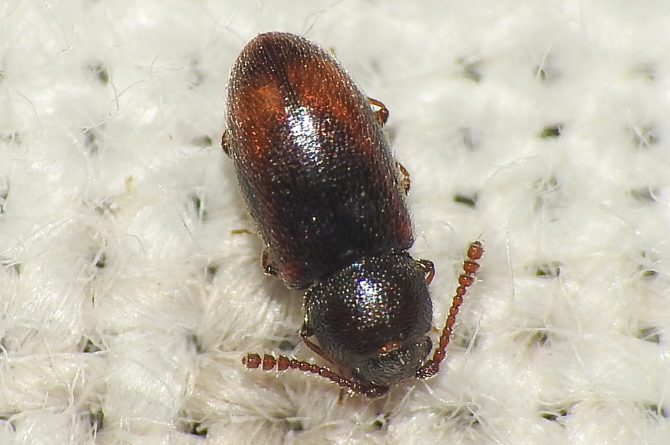 Atomaria Atomaria