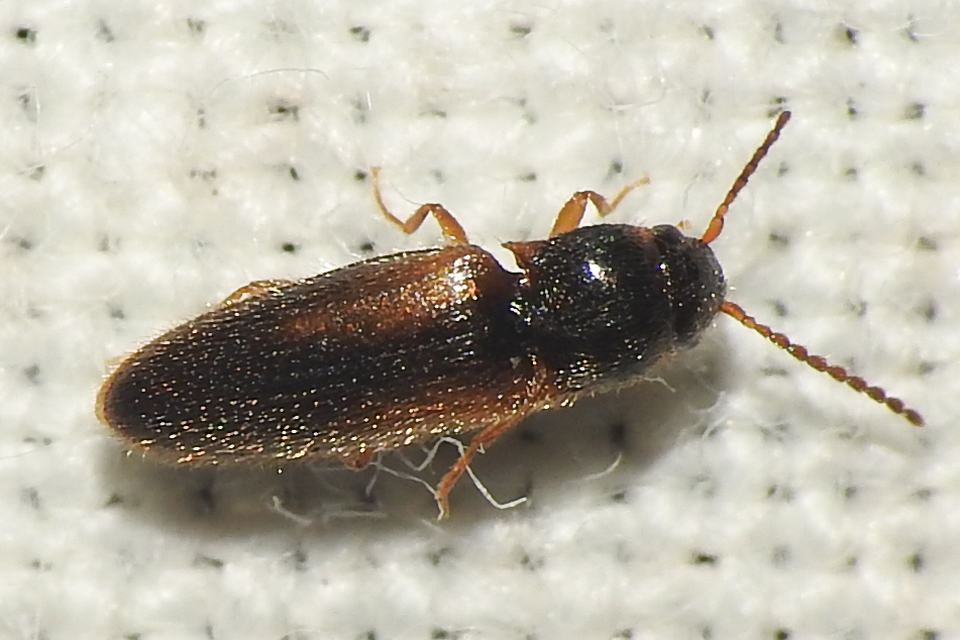 Adrastus rachifer - közönséges cserjepattanó