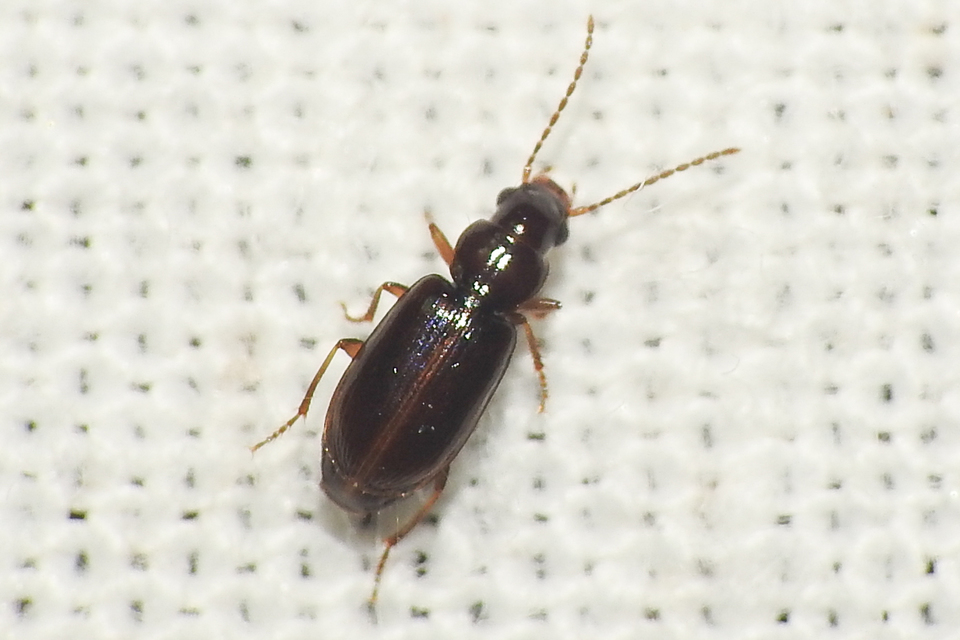 Acupalpus luteatus - barna törpefutonc