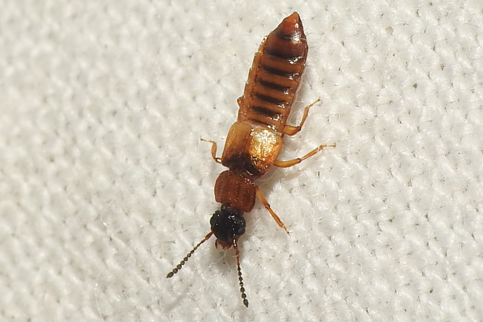 Anotylus rugosus - rovátkáshátú korhóholyva Anotylus rugosus - rovátkáshátú korhóholyva