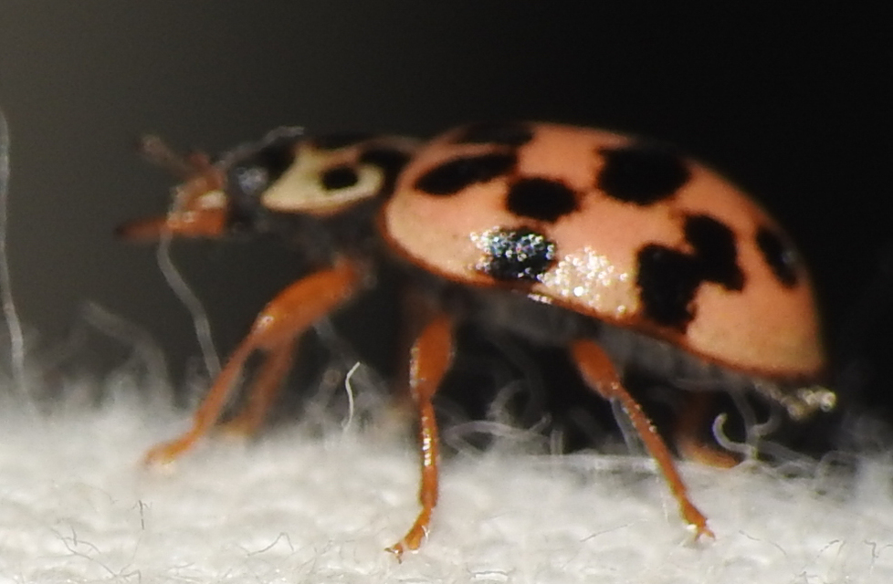 Oenopia conglobata - rózsás katica
