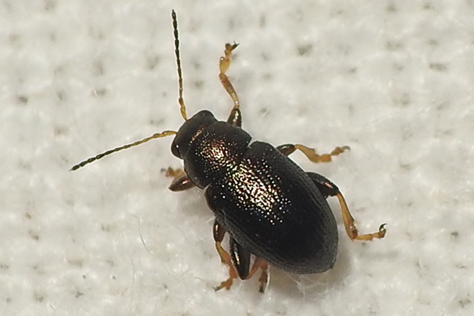 Chaetocnema Chaetocnema