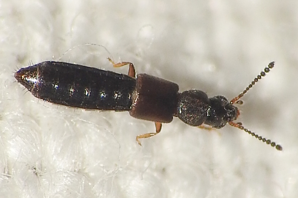Carpelimus Carpelimus