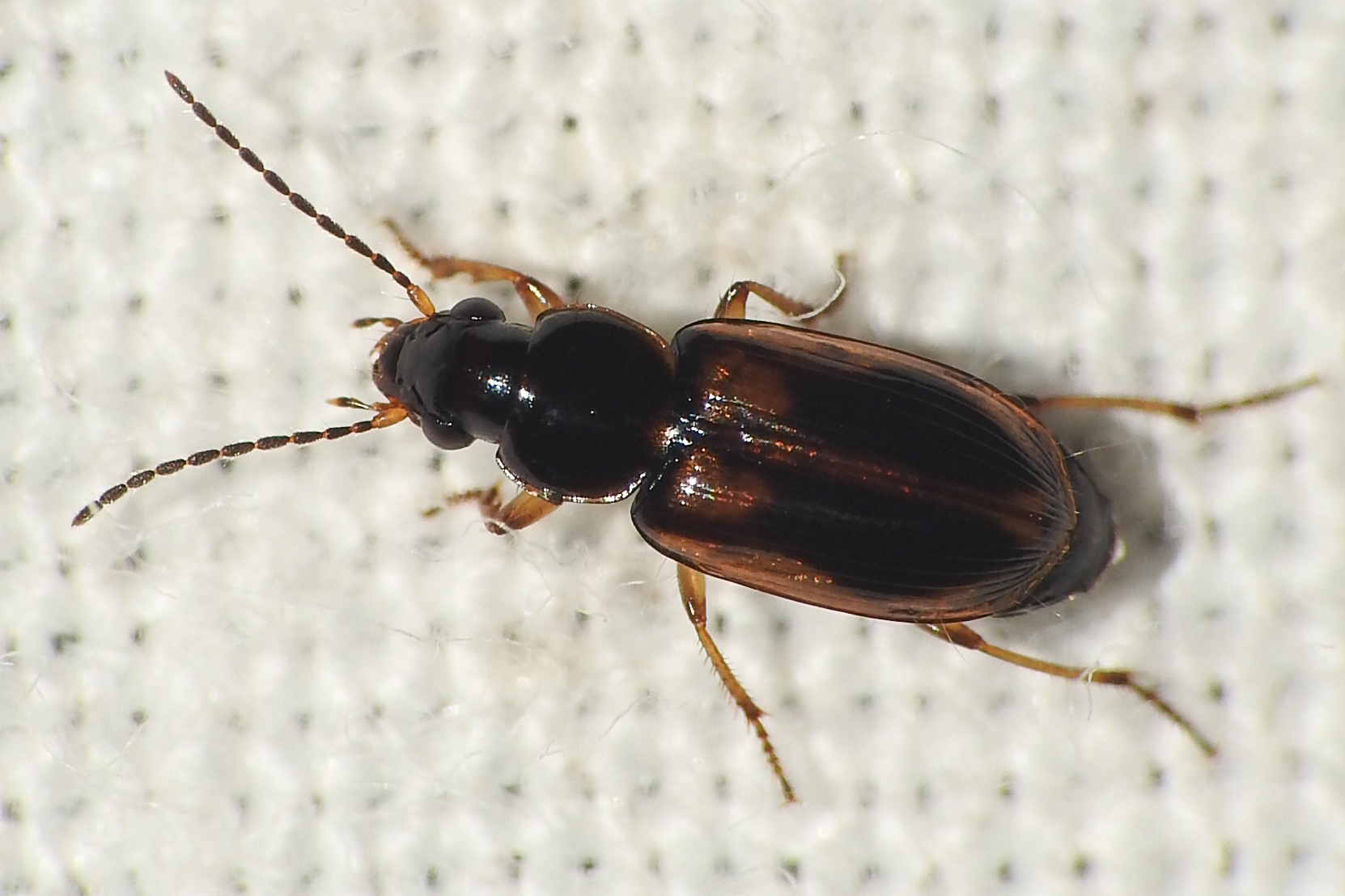 Acupalpus maculatus - vállfoltos törpefutonc