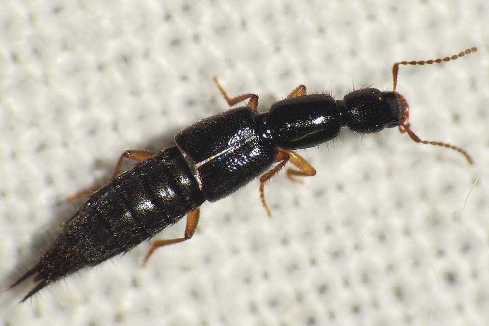 Ochthephilum fracticorne - közönséges posványholyva