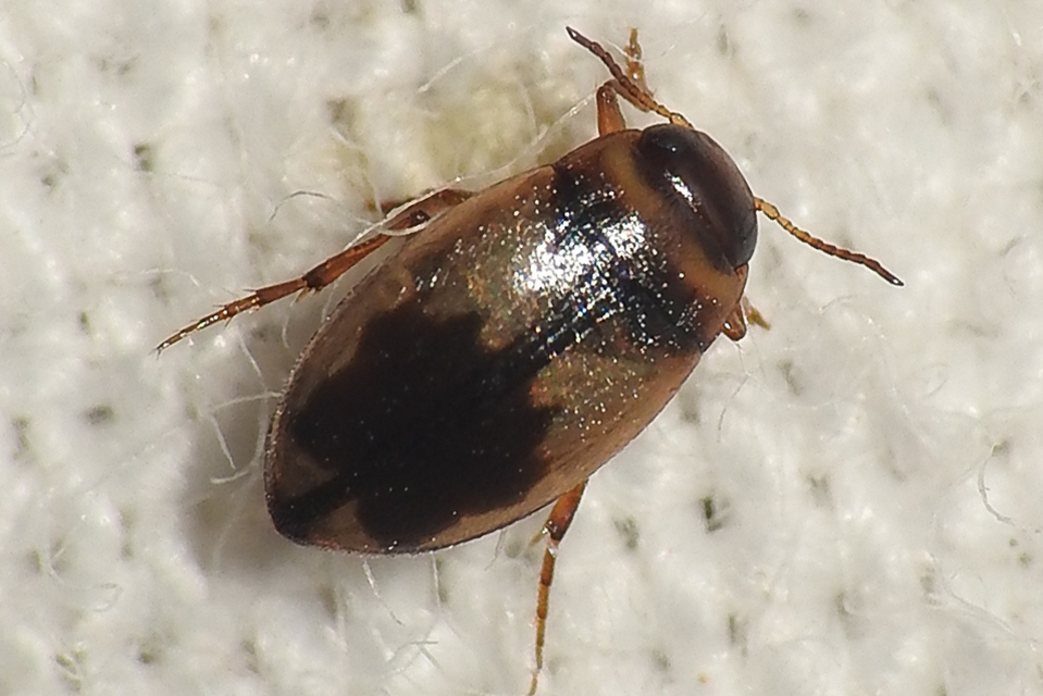 Hydroglyphus geminus - gyakori paránycsíkbogár