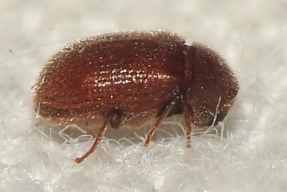 Stegobium paniceum - kenyérbogár