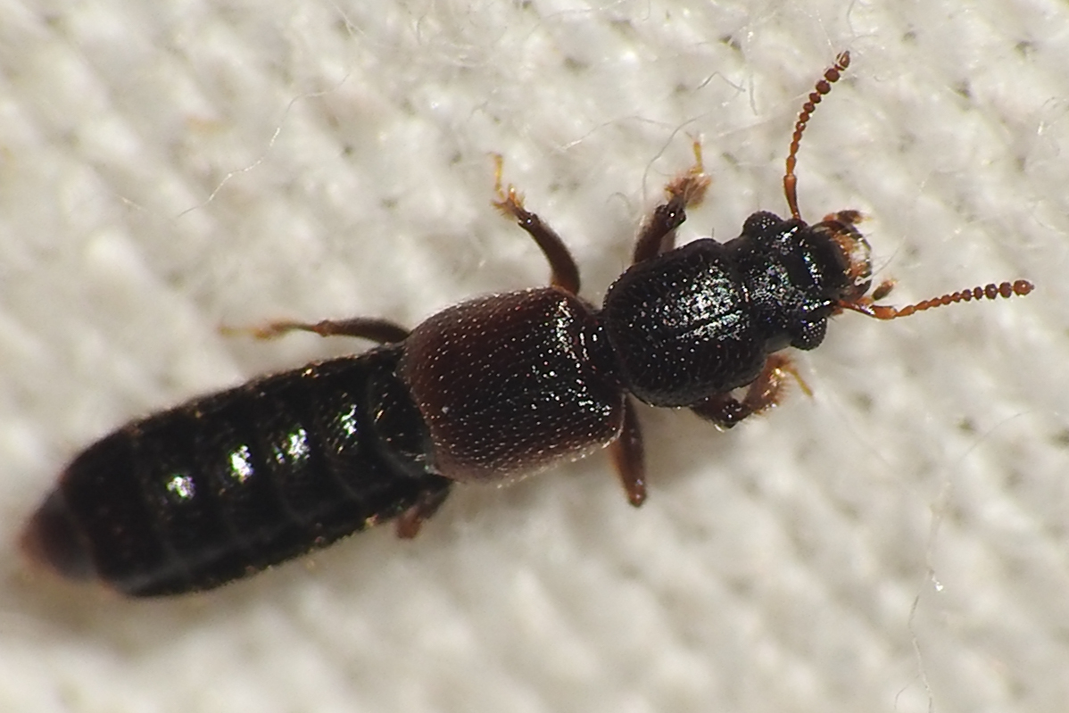 Bledius procerulus