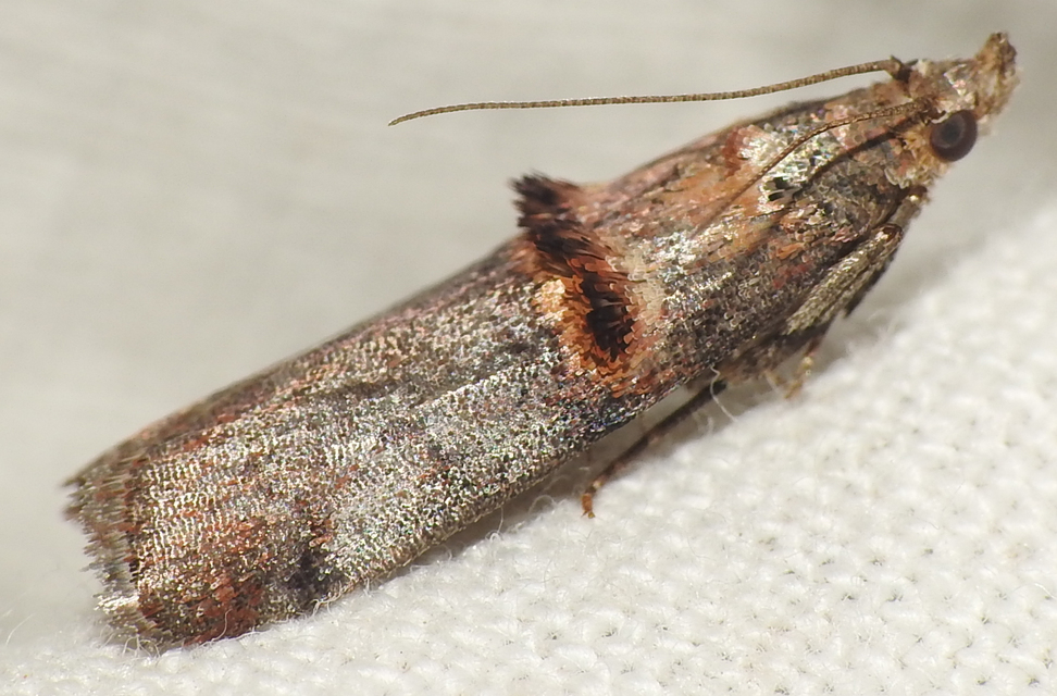 Trachonitis cristella - bokorrágó karcsúmoly