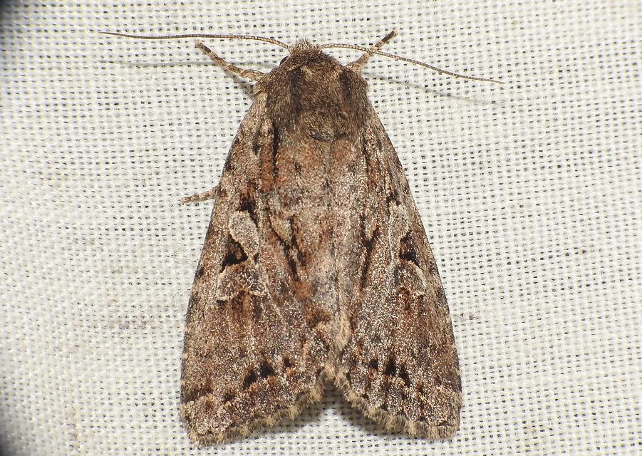 Apterogenum ypsillon - ipszilon-erdeibagoly