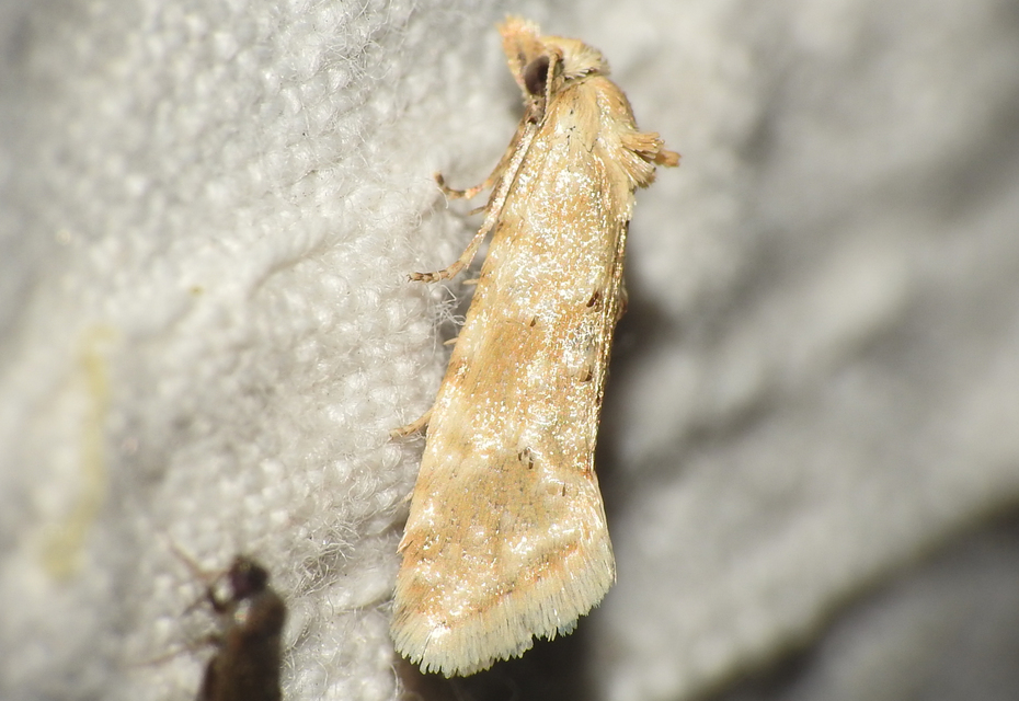 Phtheochroa inopiana - turjáni sárgamoly