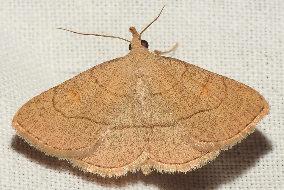 Paracolax tristalis - sárgás karcsúbagoly