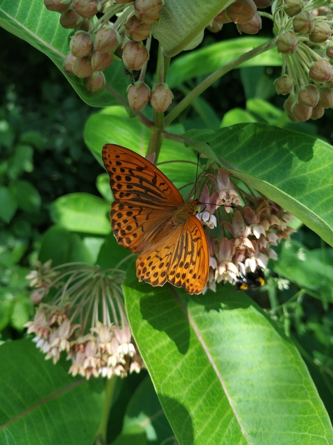 Argynnis paphia - nagy gyöngyházlepke