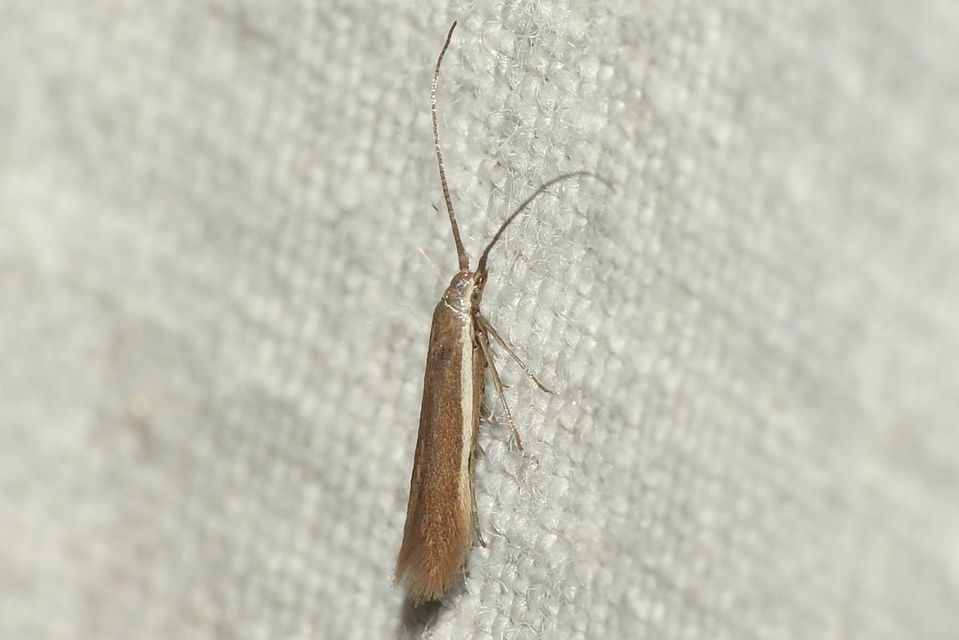 Coleophora