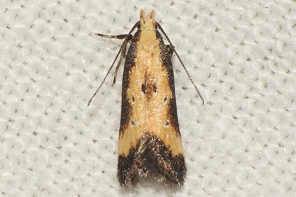 Brachmia dimidiella - citromkocsord-lápimoly