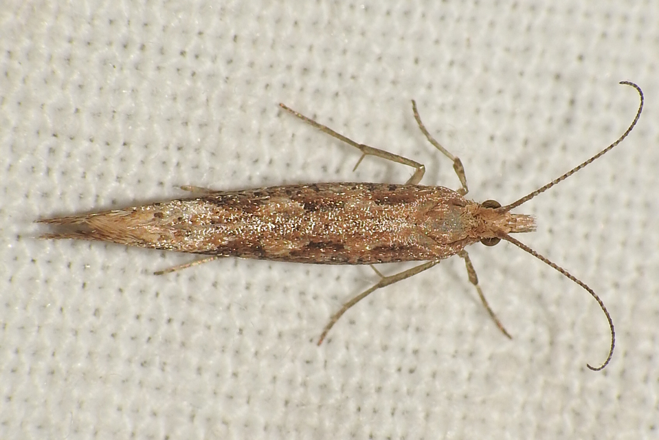 Plutella xylostella - káposztamoly
