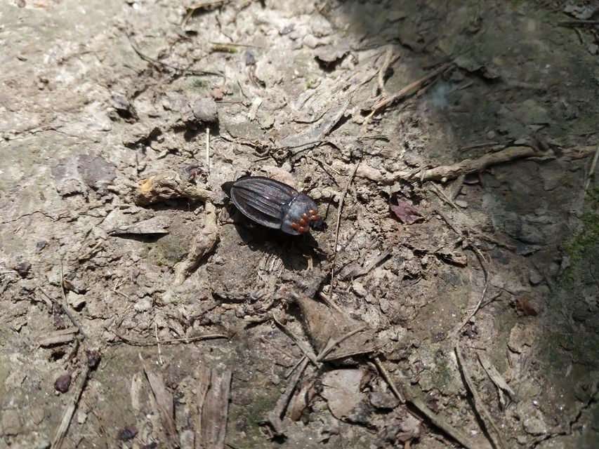 Silpha carinata - karimás dögbogár