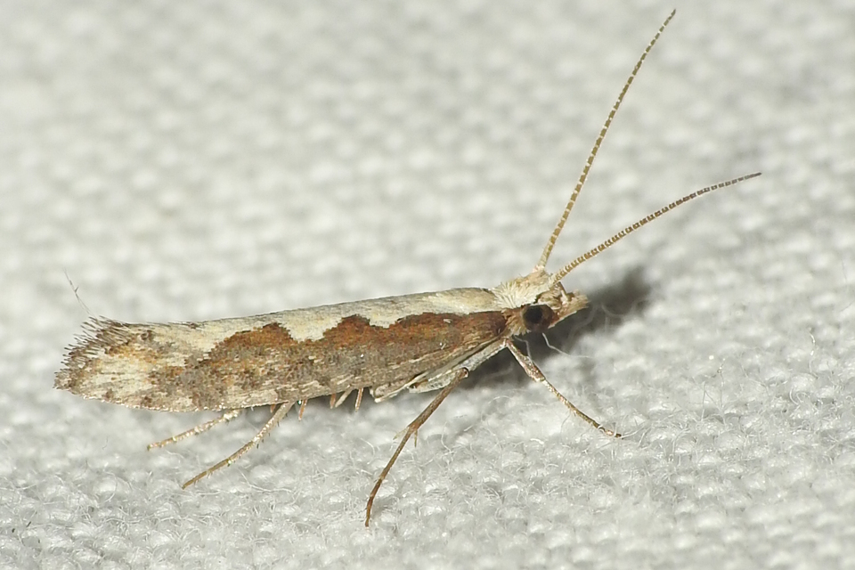 Plutella xylostella - káposztamoly