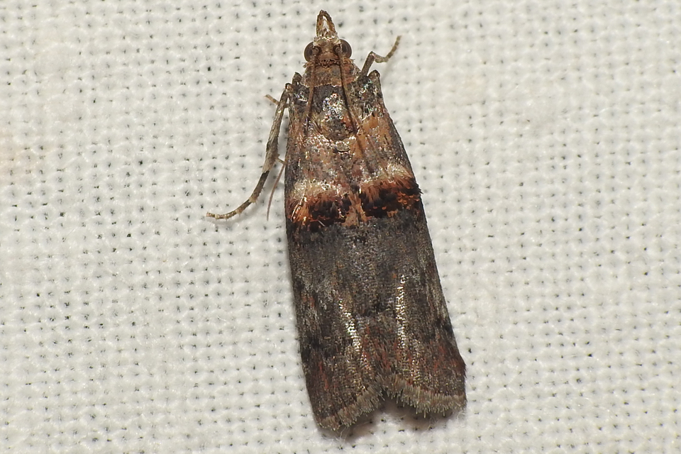 Trachonitis cristella - bokorrágó karcsúmoly