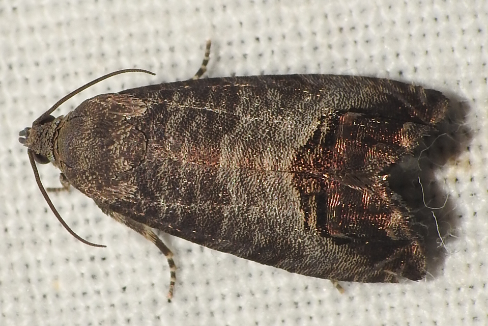 Cydia pomonella - almamoly