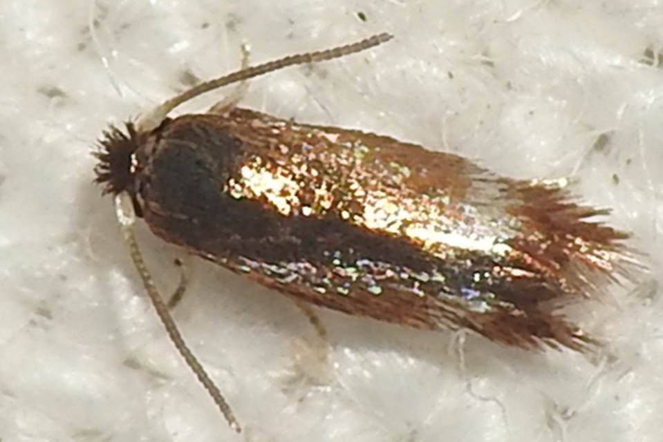 Nepticulidae - törpemolyfélék