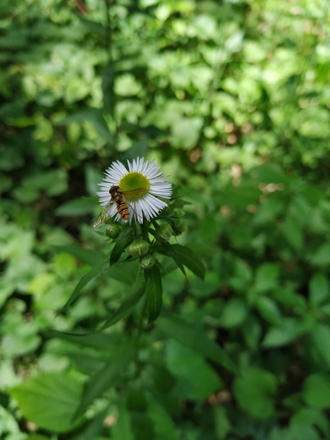 Episyrphus balteatus - ékfoltos zengőlégy