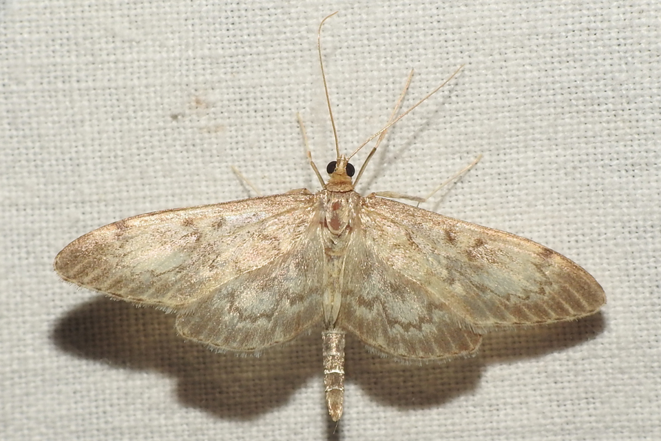 Anania lancealis - hosszúszárnyú tűzmoly