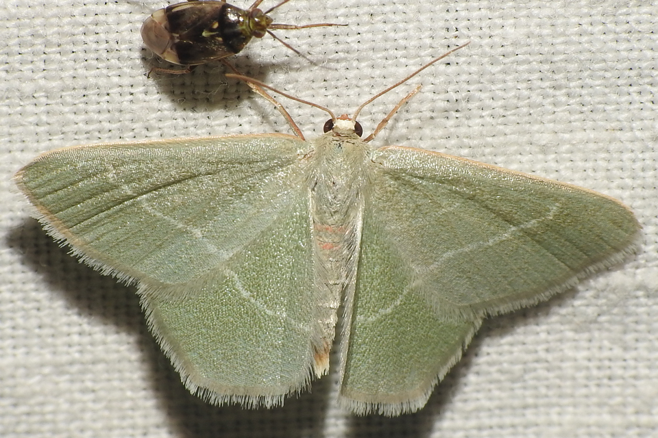 Chlorissa viridata - üdezöld araszoló