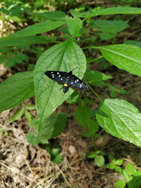 Amata phegea - fehérpettyes álcsüngőlepke