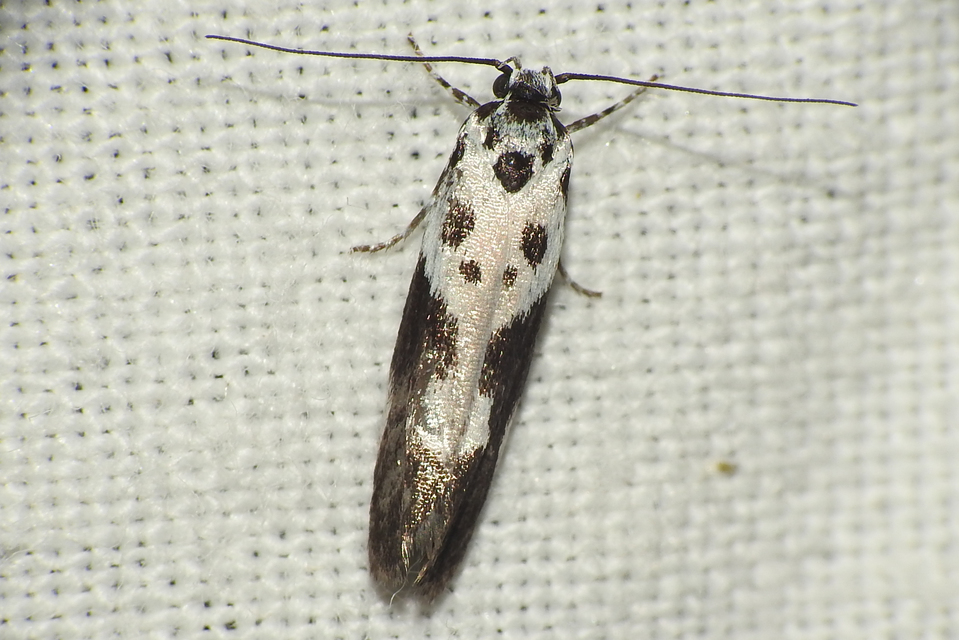 Ethmia quadrillella - gyászos feketemoly