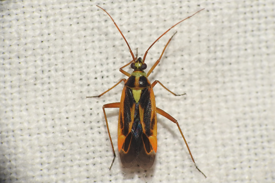 Stenotus binotatus - kétfoltos mezeipoloska
