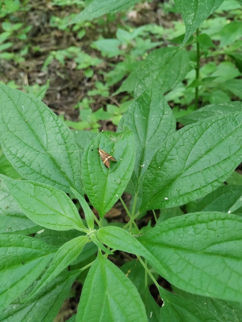Nemophora degeerella - pompás tőrösmoly