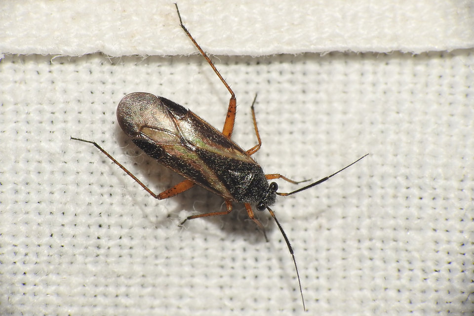 Orthocephalus saltator - szőrös ugrópoloska