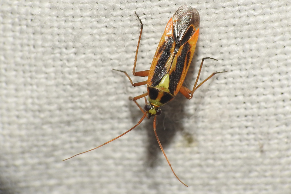 Stenotus binotatus - kétfoltos mezeipoloska