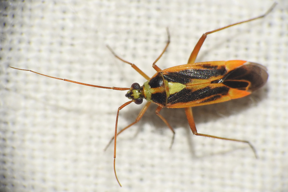 Stenotus binotatus - kétfoltos mezeipoloska