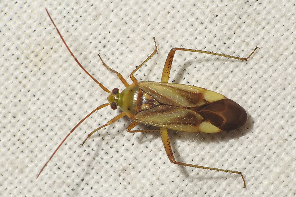 Adelphocoris lineolatus - lucernapoloska