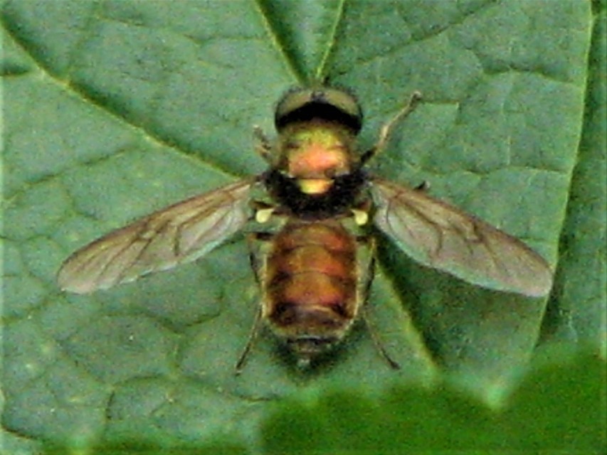 Chloromyia
