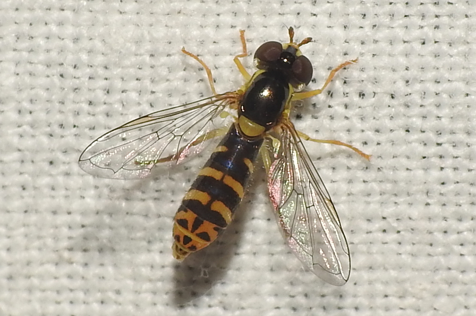 Sphaerophoria