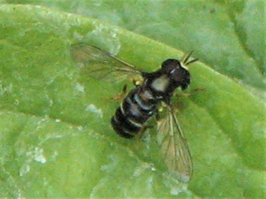 Paragus