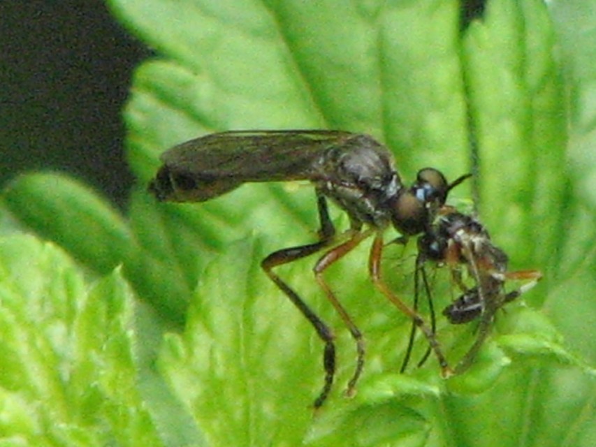 Dioctria