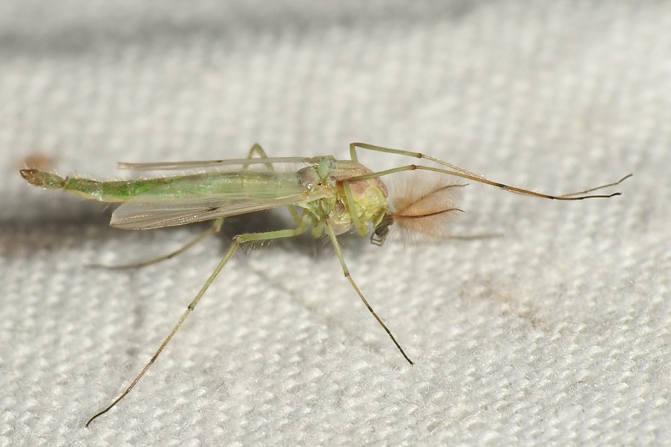 Chironomidae - árvaszúnyogok